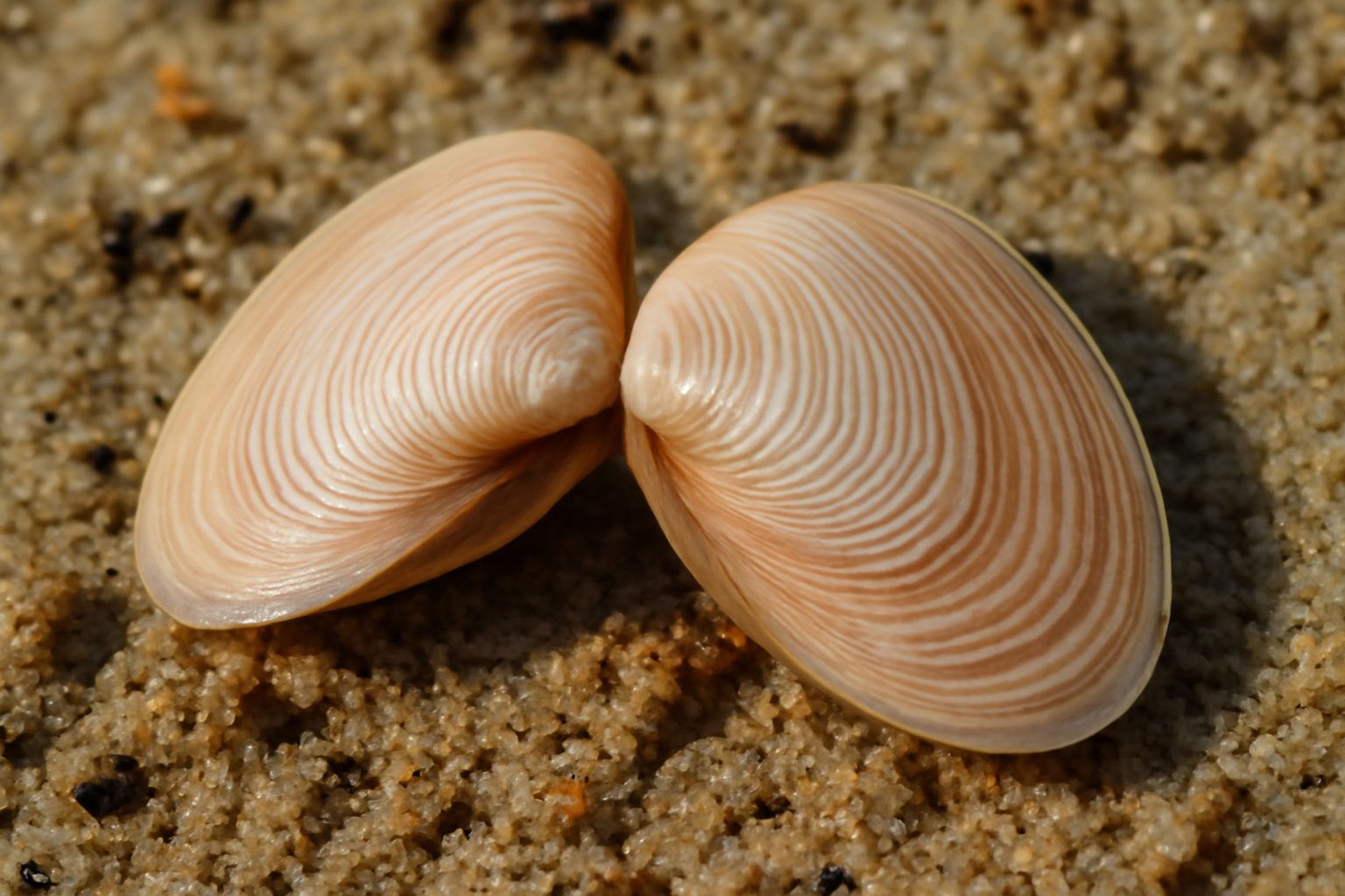 Angulate Tellins