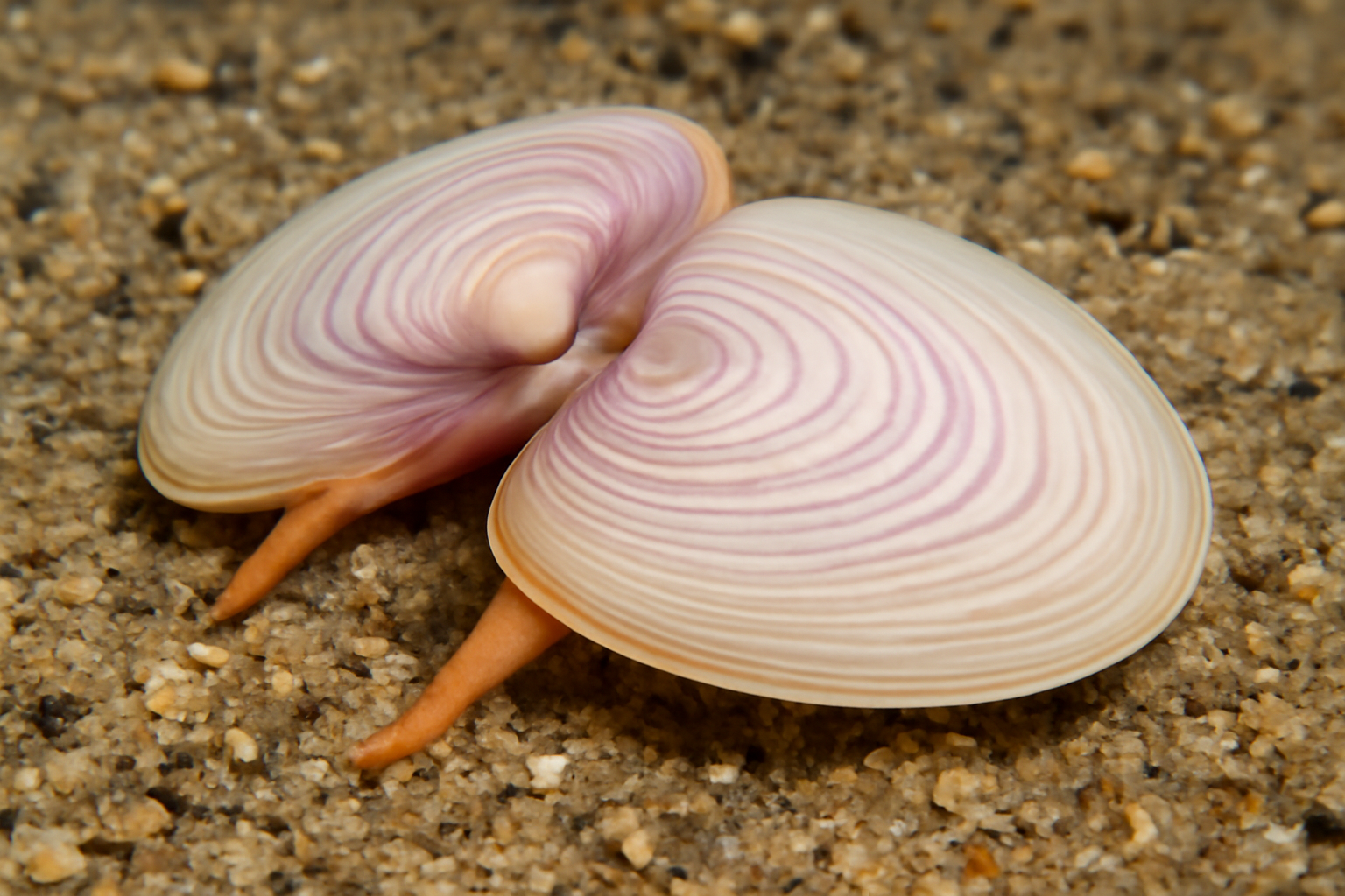 Elegant Tellins