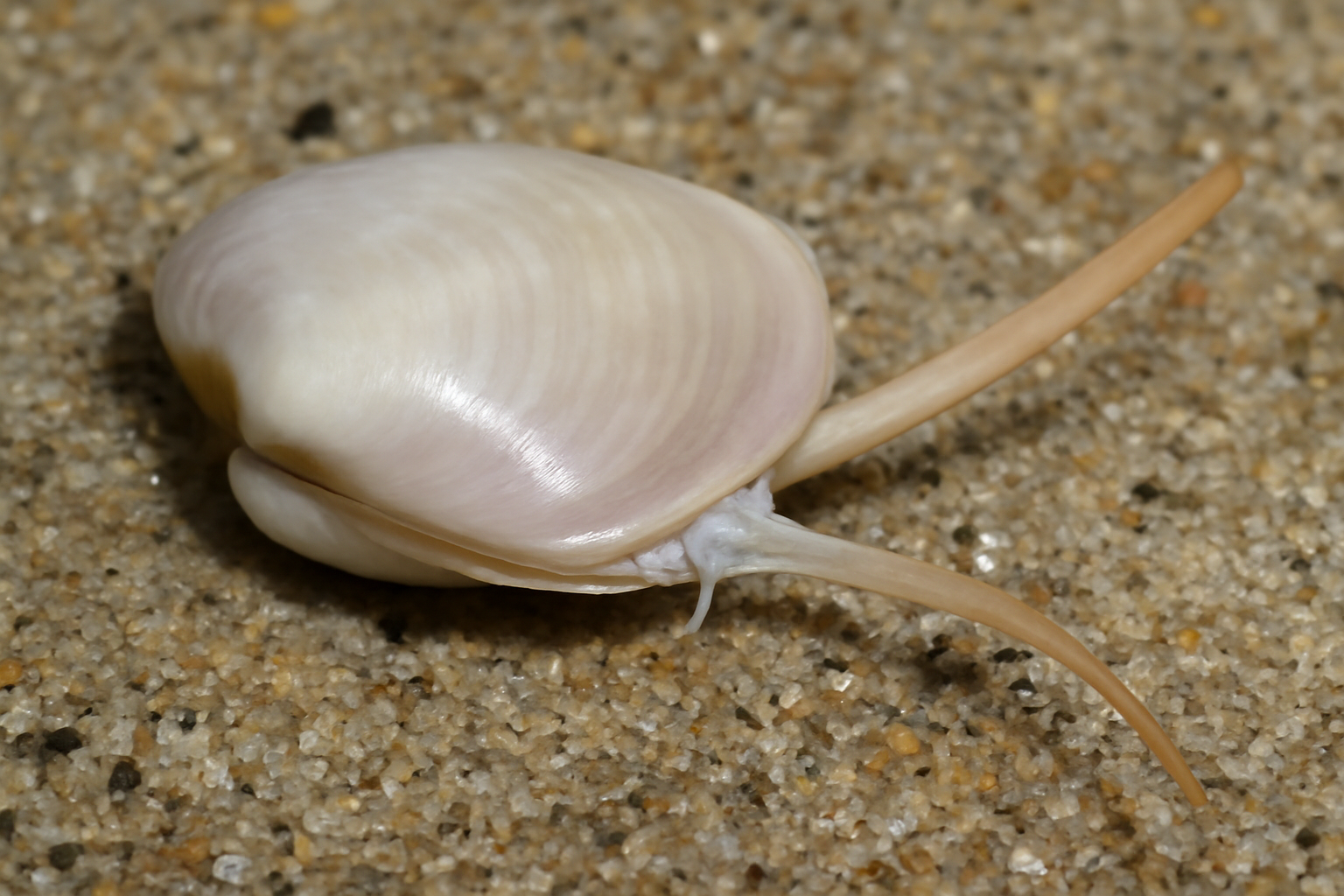Sand-dwelling Tellins