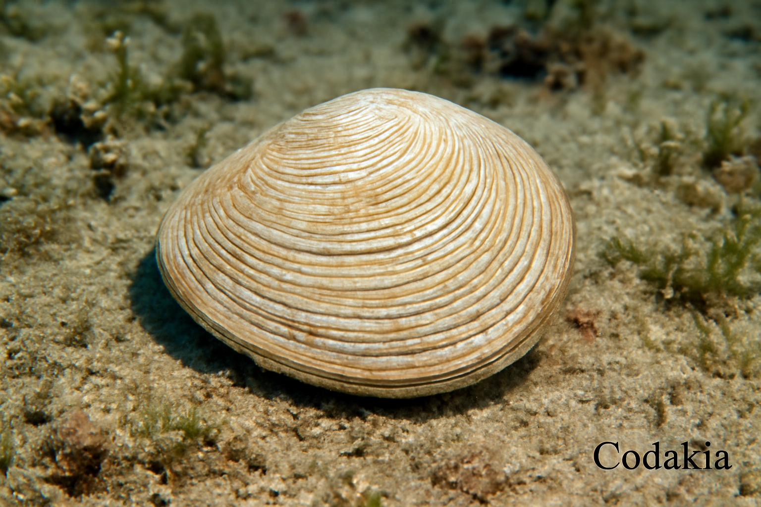 Codakia