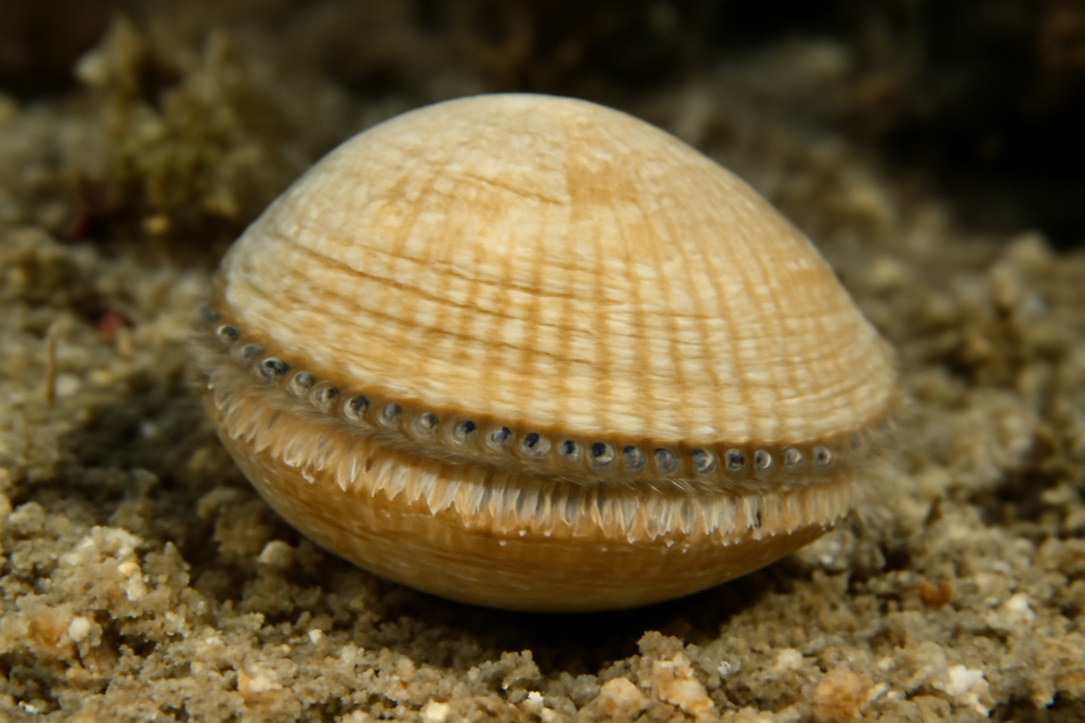 Ctena