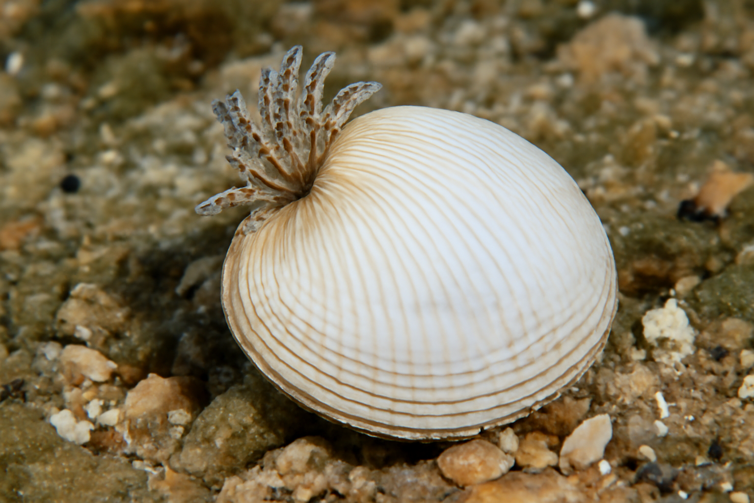 Divarilucina