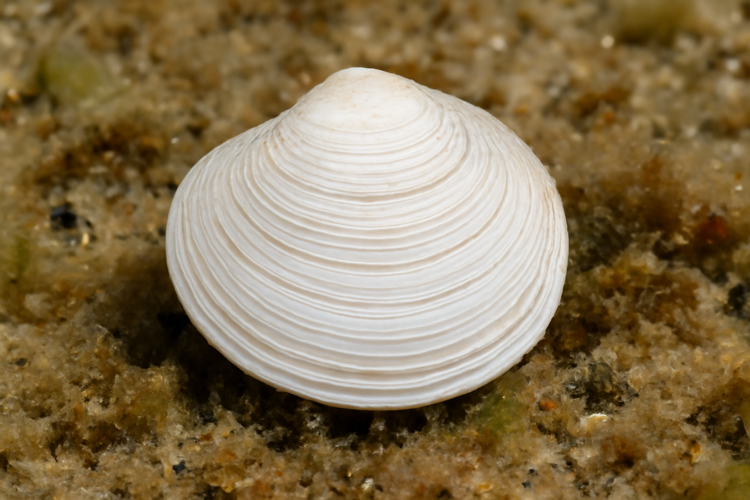 Loripes