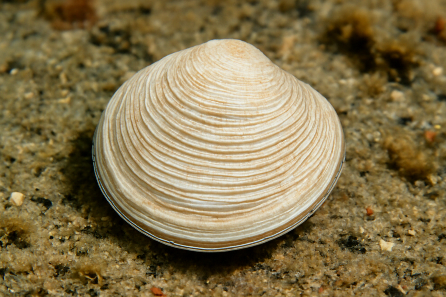 Phacoides