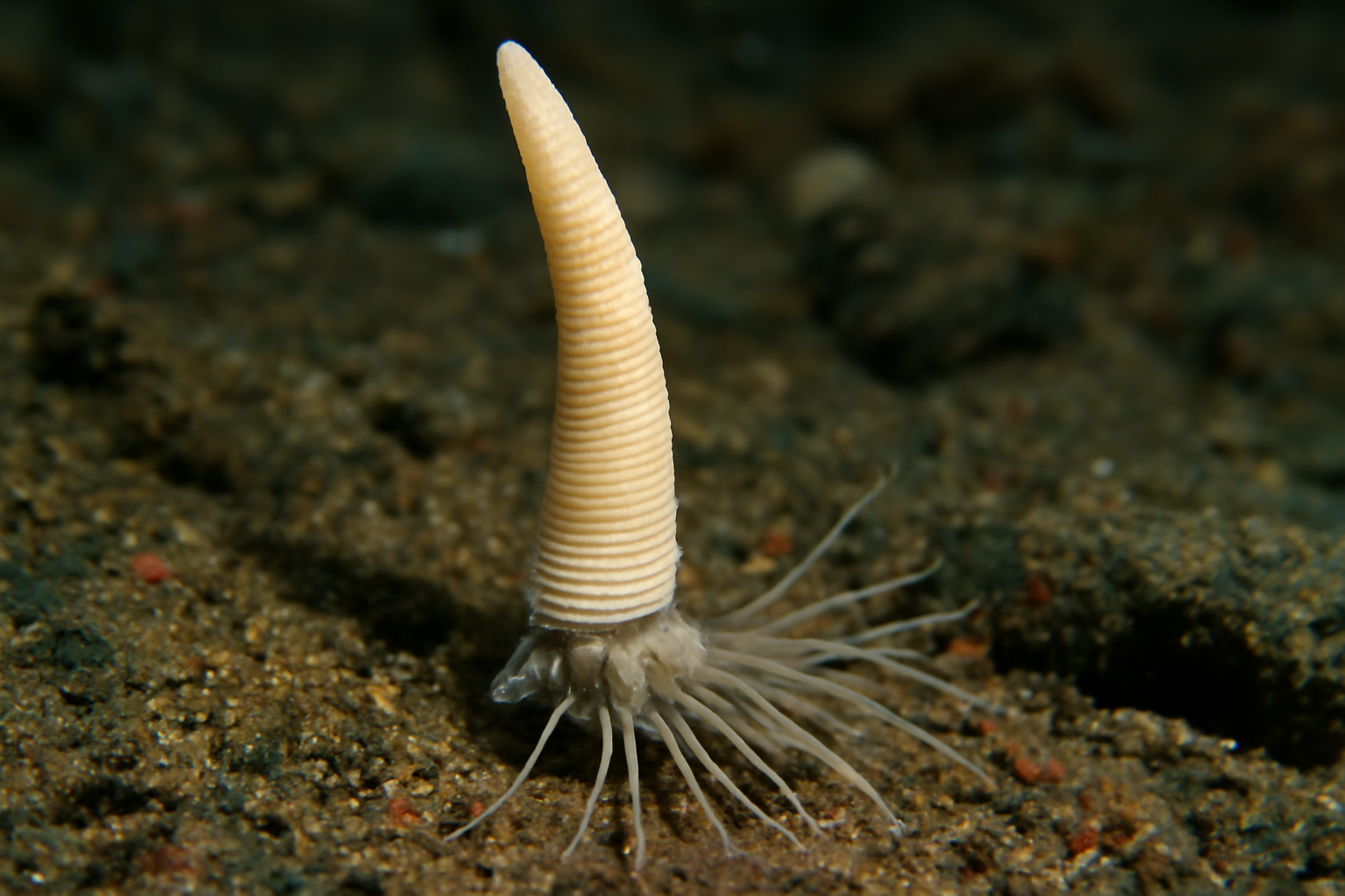 Lodentalium