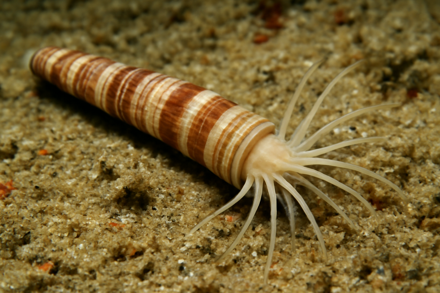 Pictodentalium