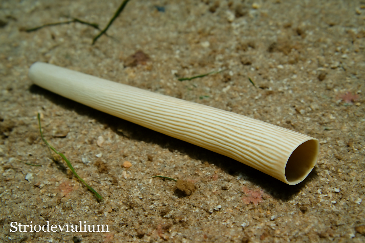 Striodentalium