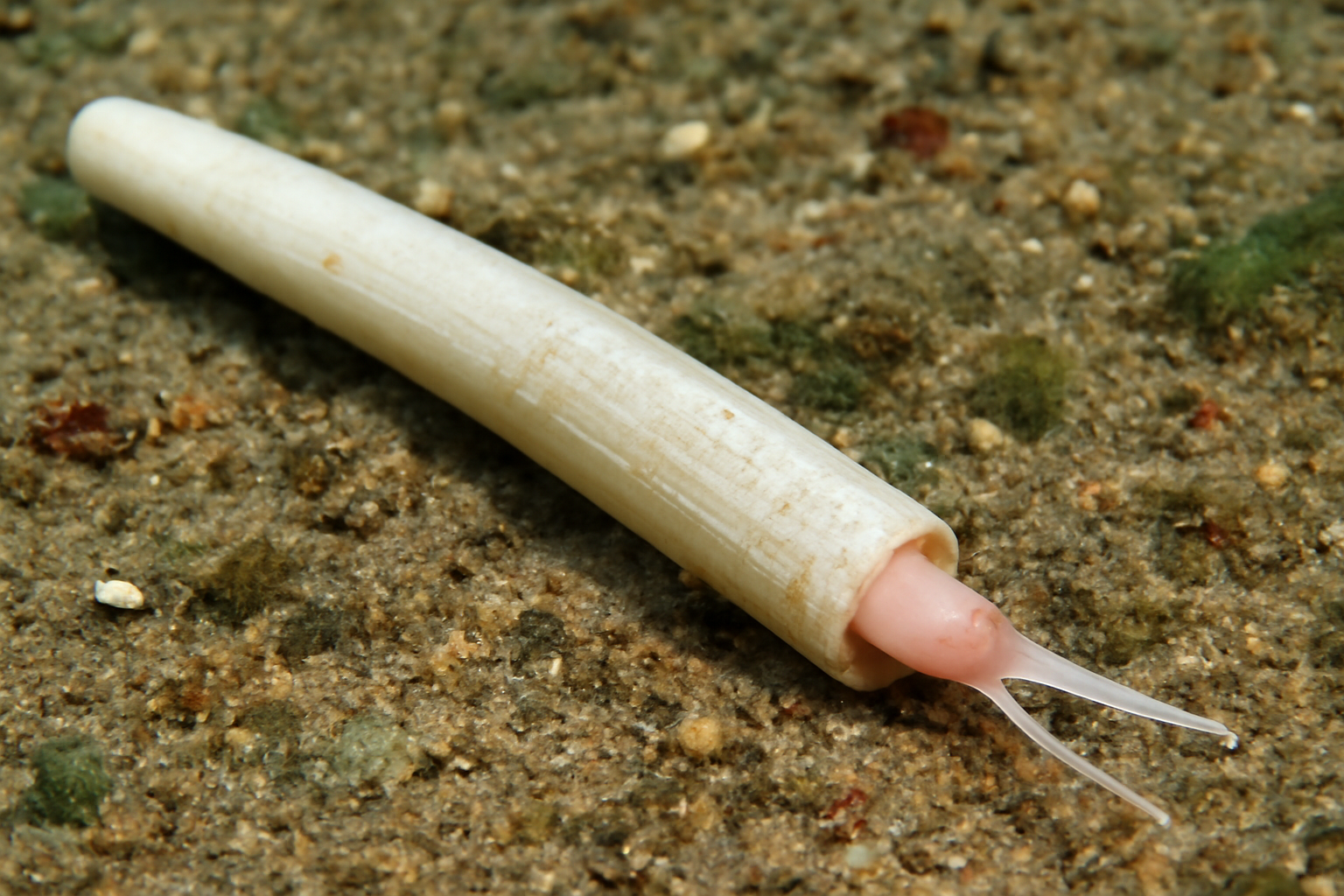Hemigadila