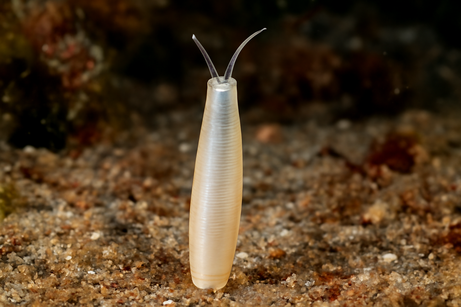 Polyschides