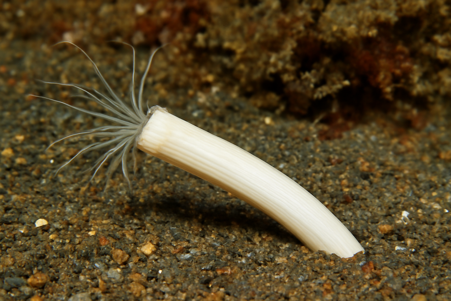Pseudogadila