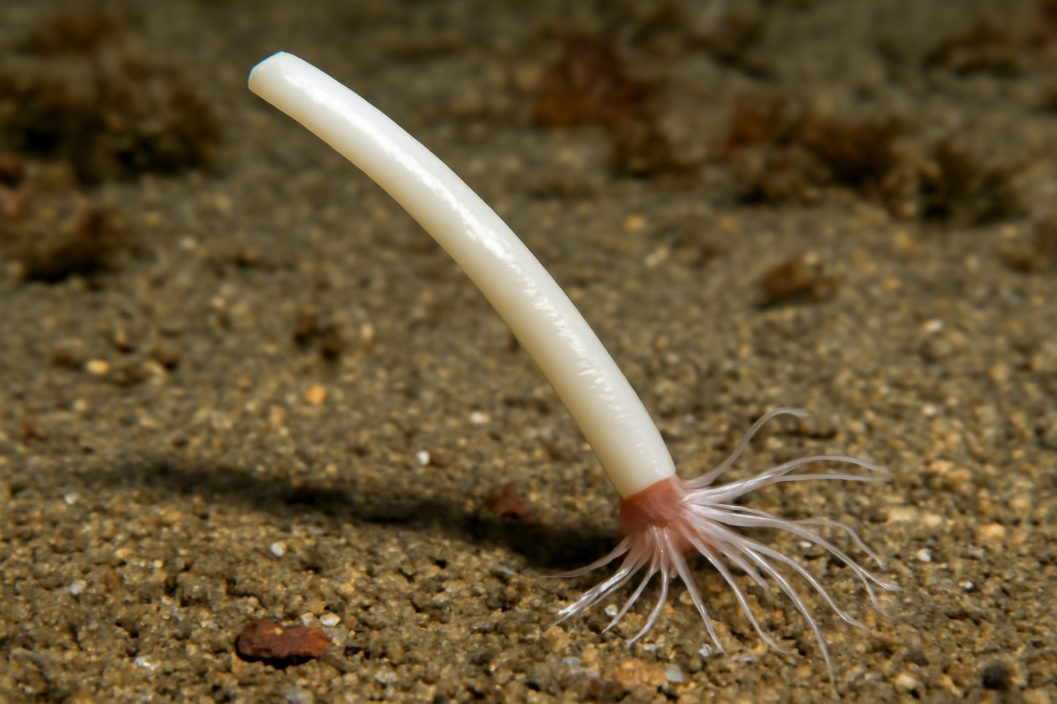 Siphonodentalium