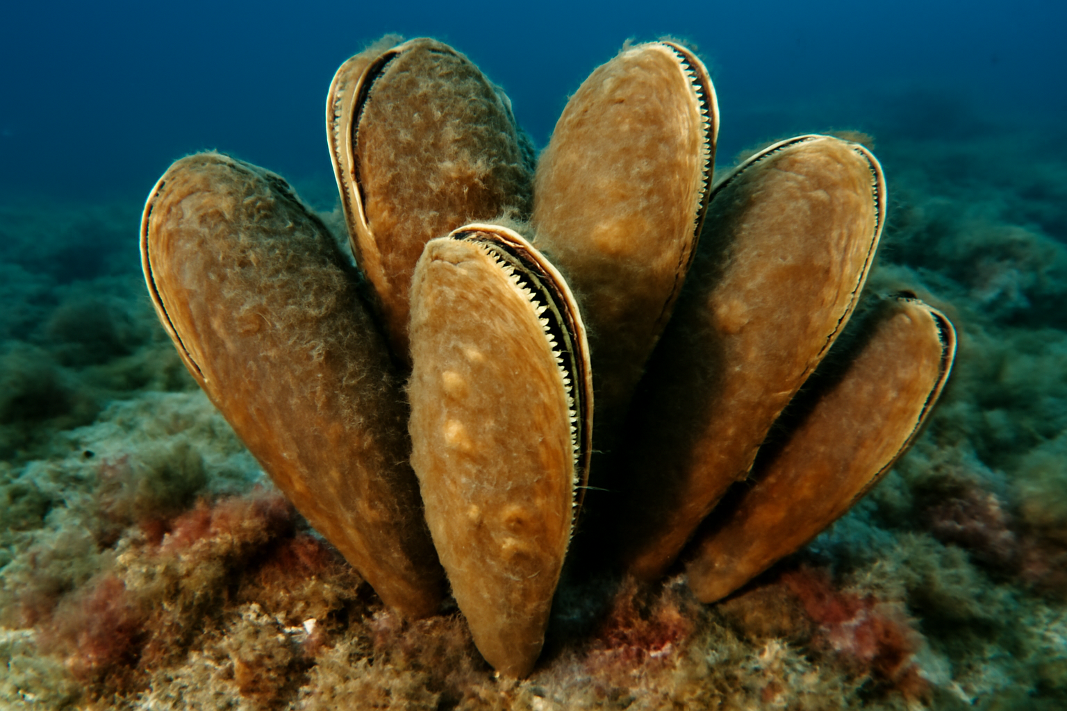 Giant Mussels
