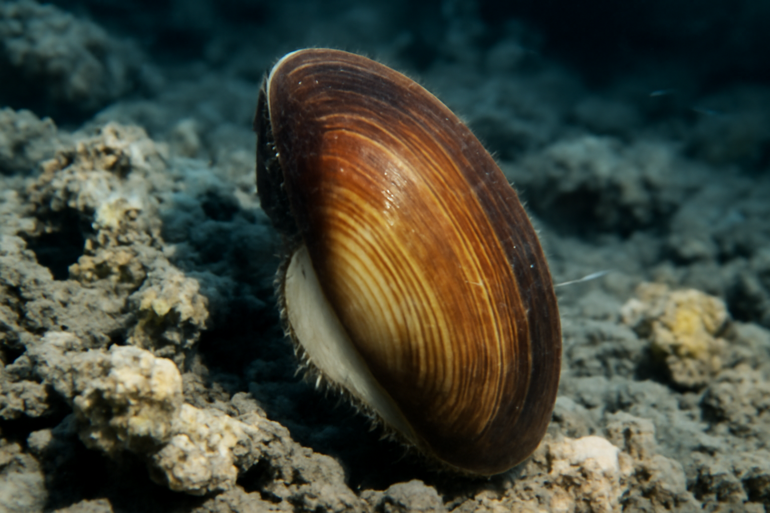 Bathymodiolus