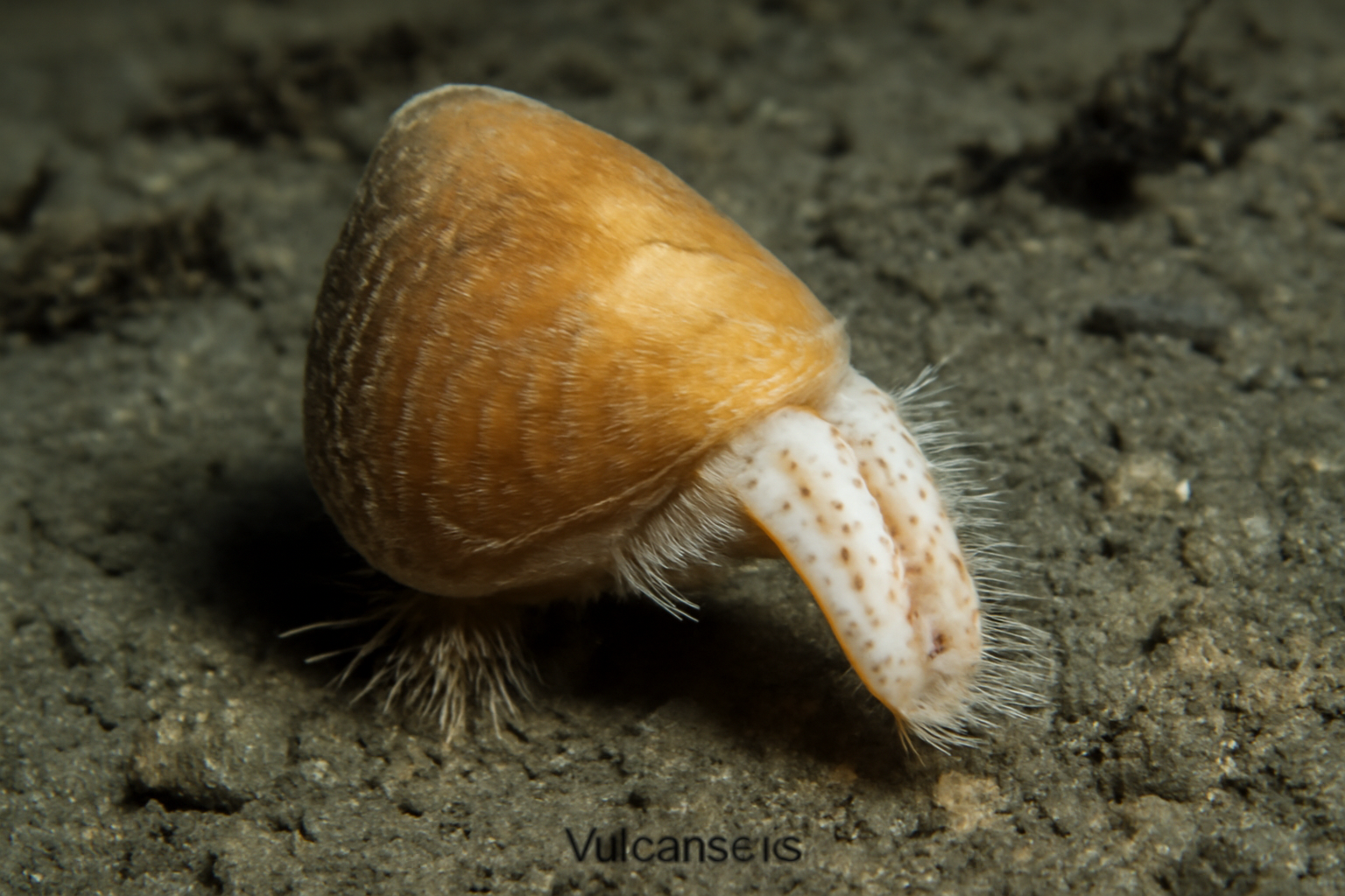 Vulcanidas
