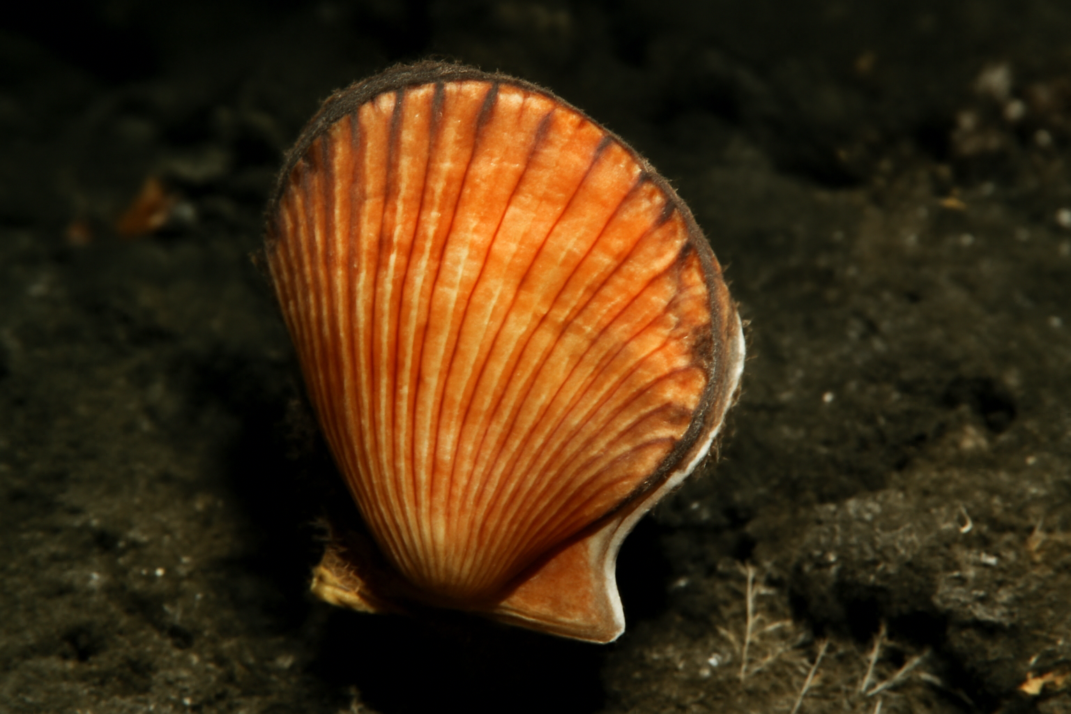 Acesta