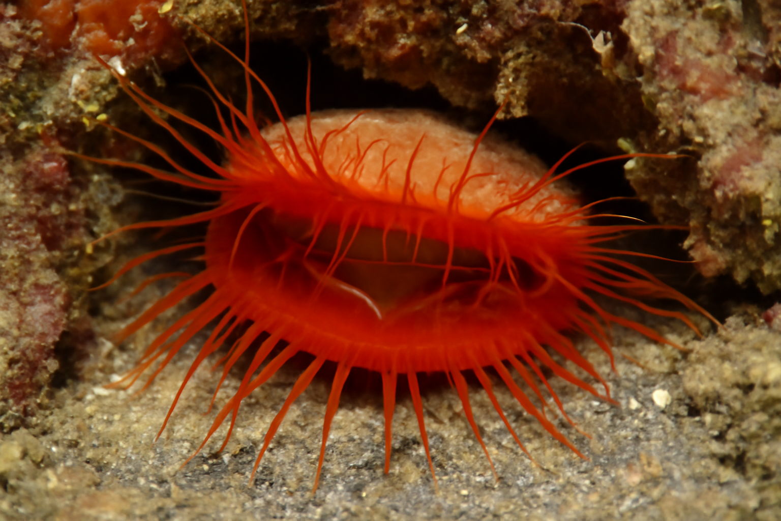 Ctenoides