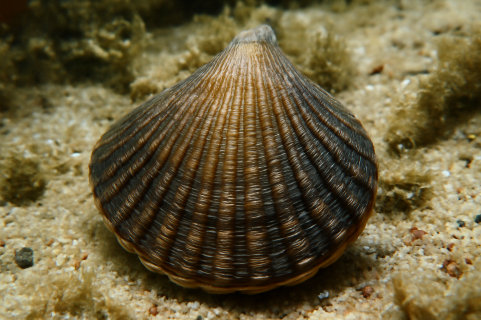 Plagiostoma