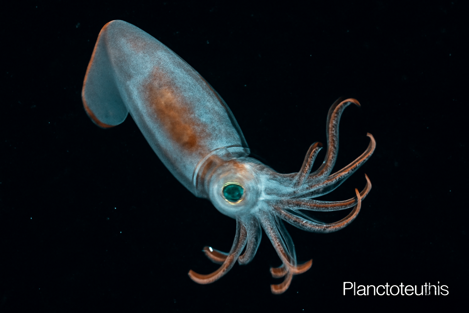 Planctoteuthis