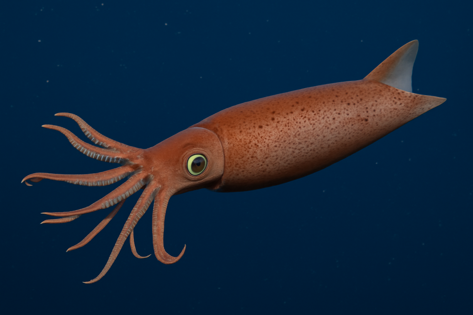 Asperoteuthis