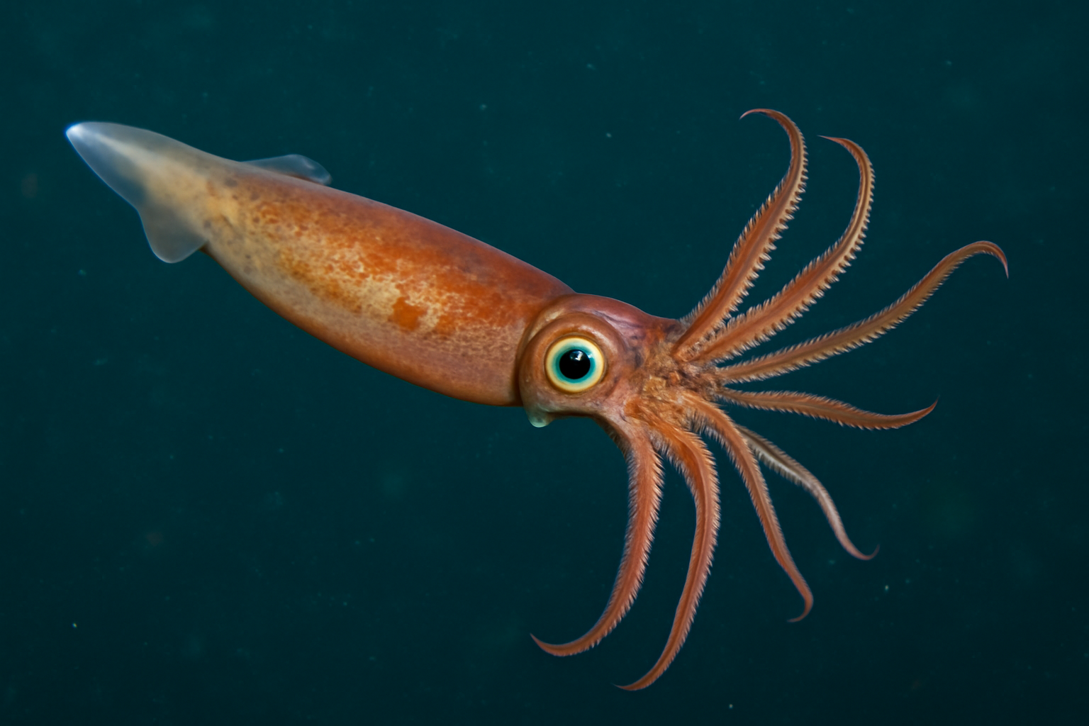 Armhook Squid