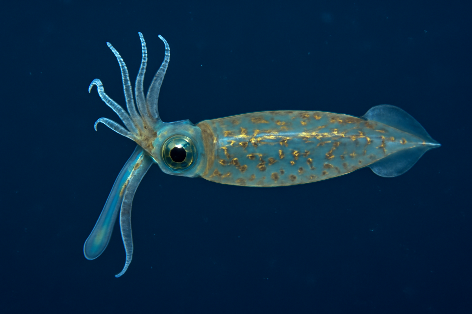 Telescope Squid