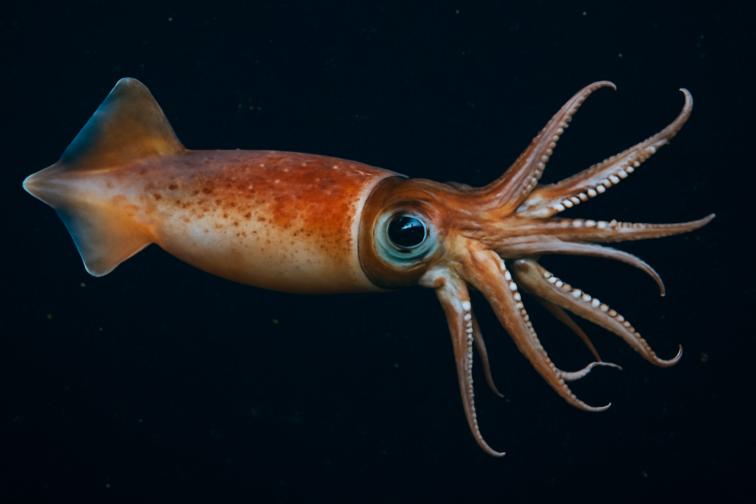 Armhook Squids