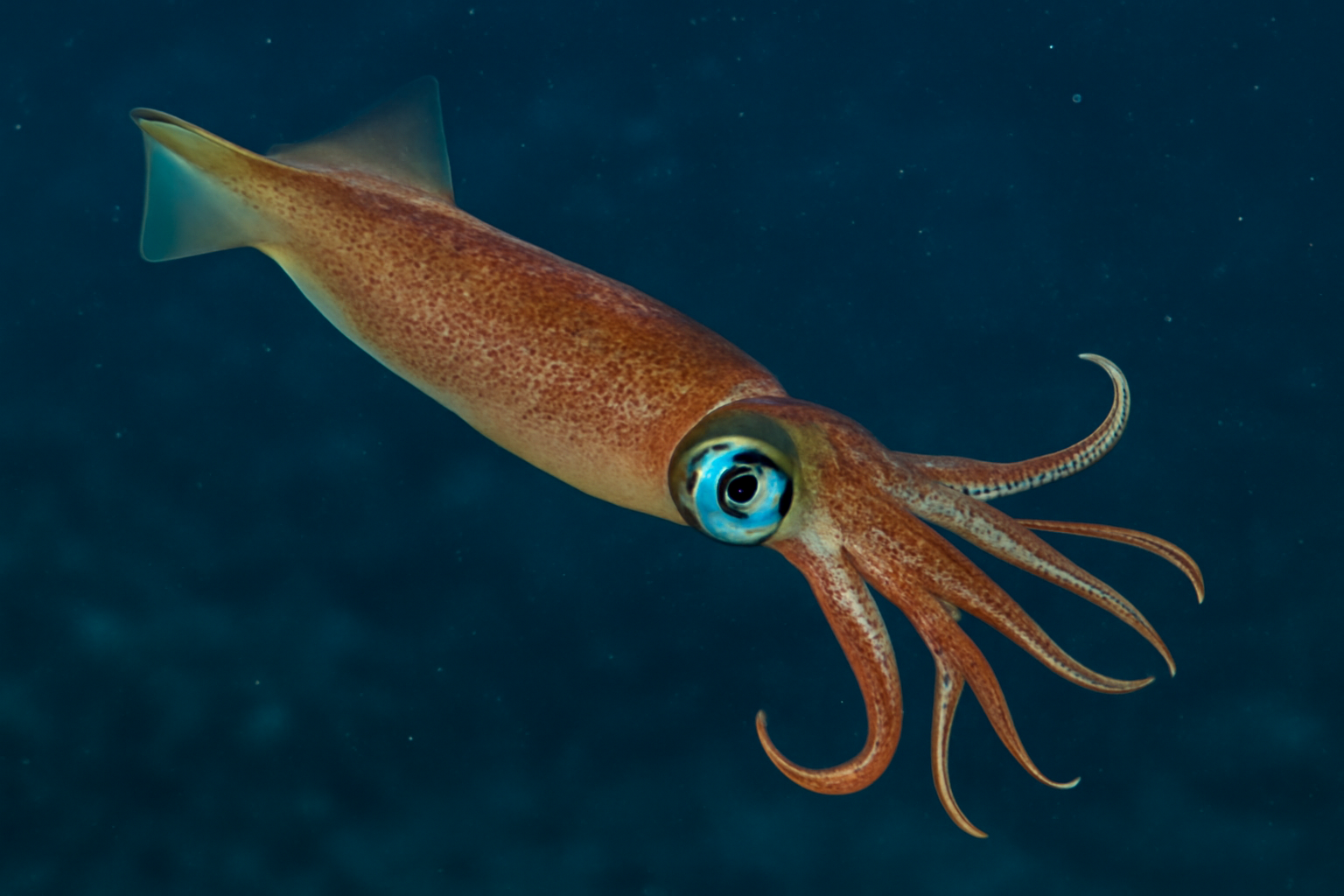 Swordtip Squid