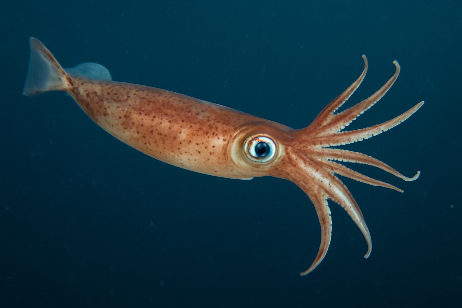 New Zealand Arrow Squid
