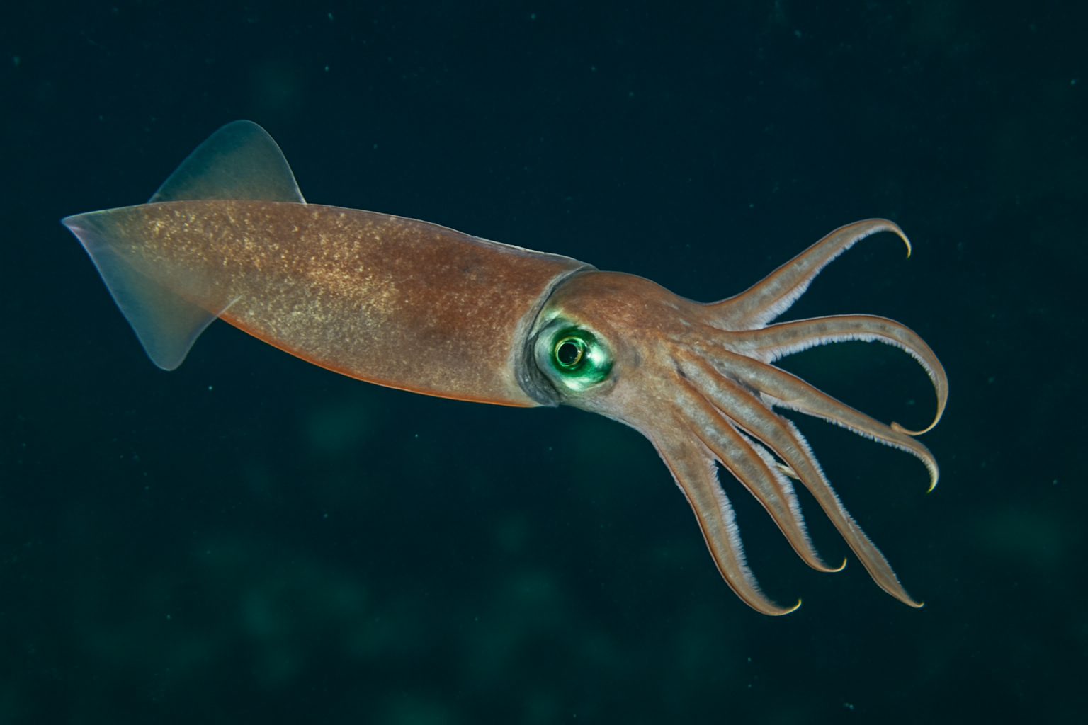 Patagonian Squid