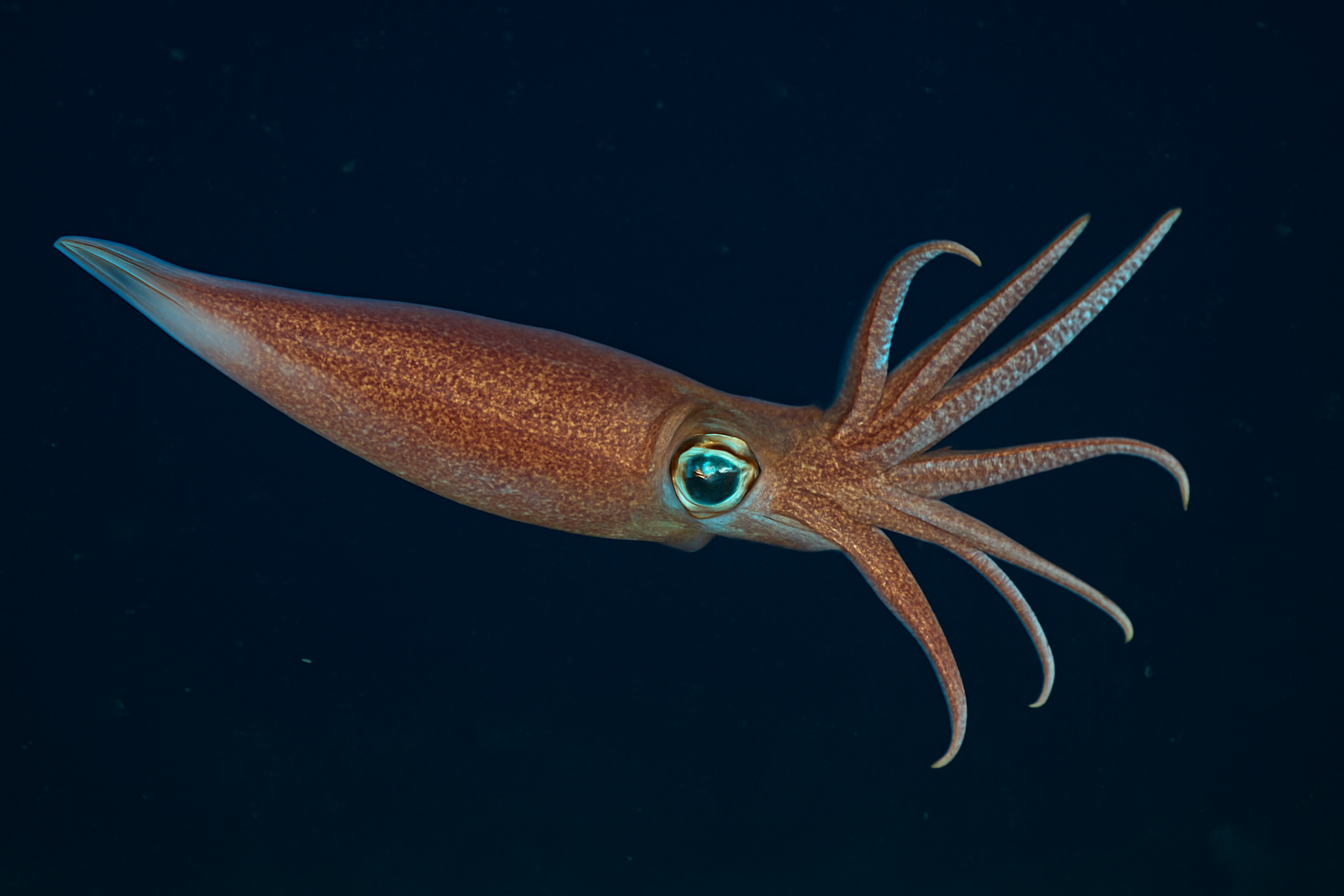 Swordtip Squid