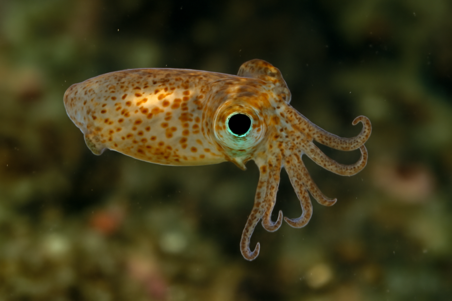 Pygmy Squid