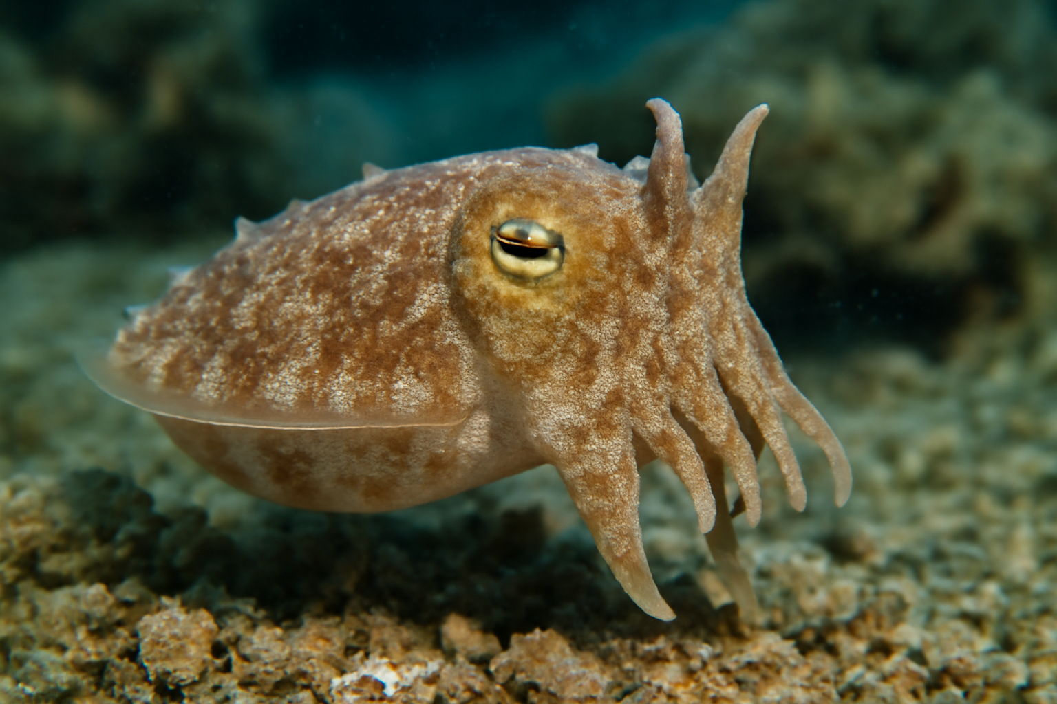Dwarf Cuttlefish