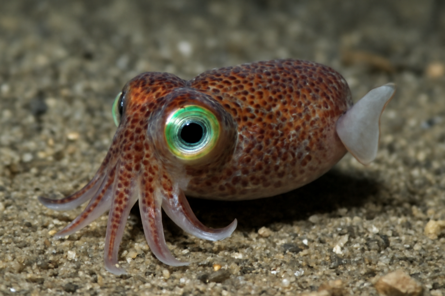 Bottletail Squid