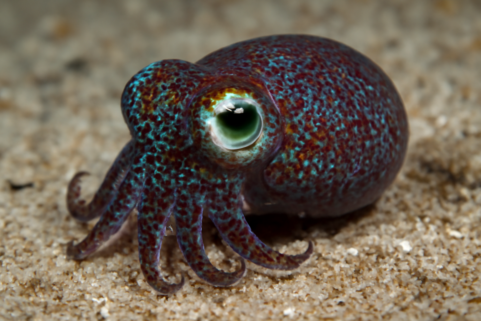 Bobtail Squids