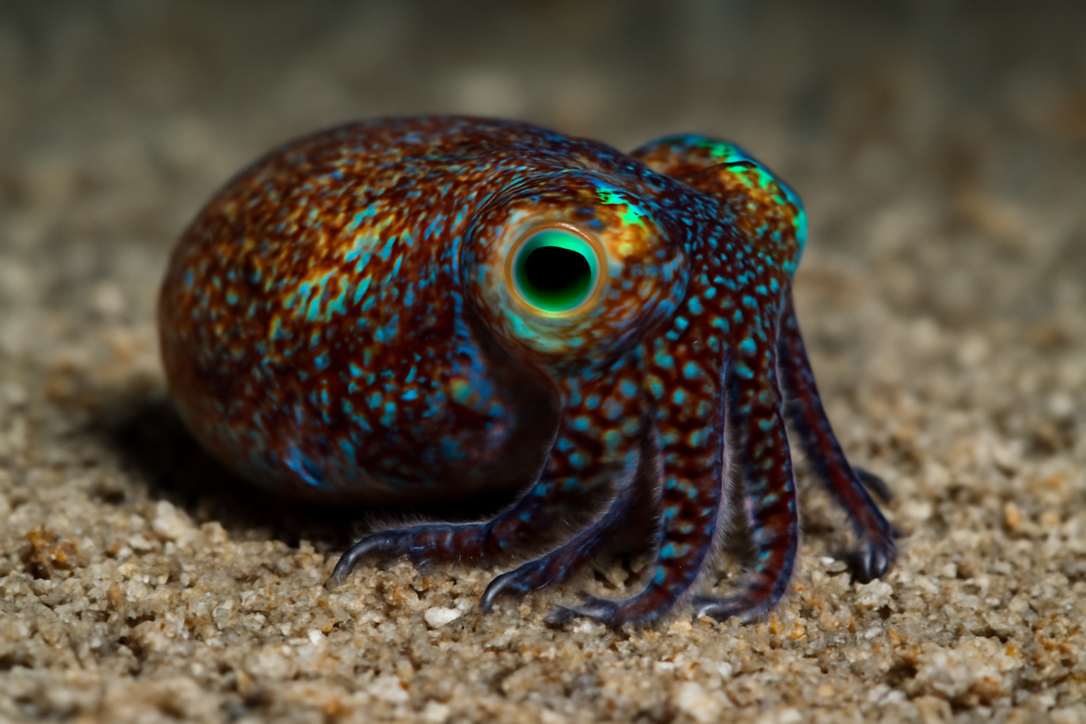 Bobtail Squids