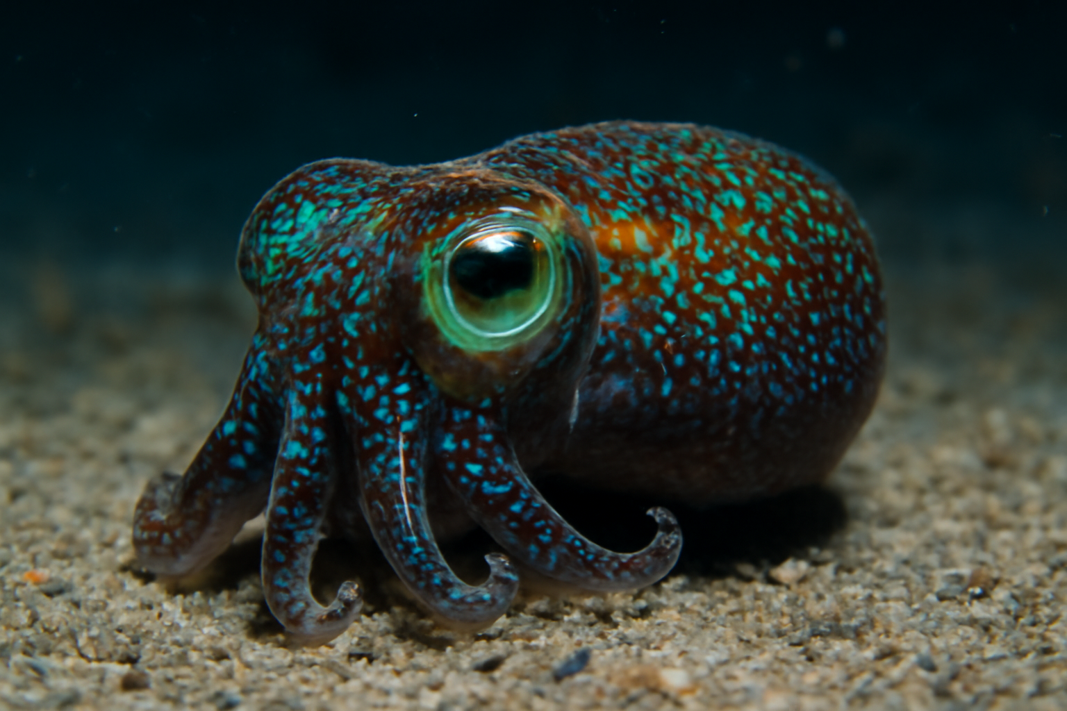 Bobtail Squids