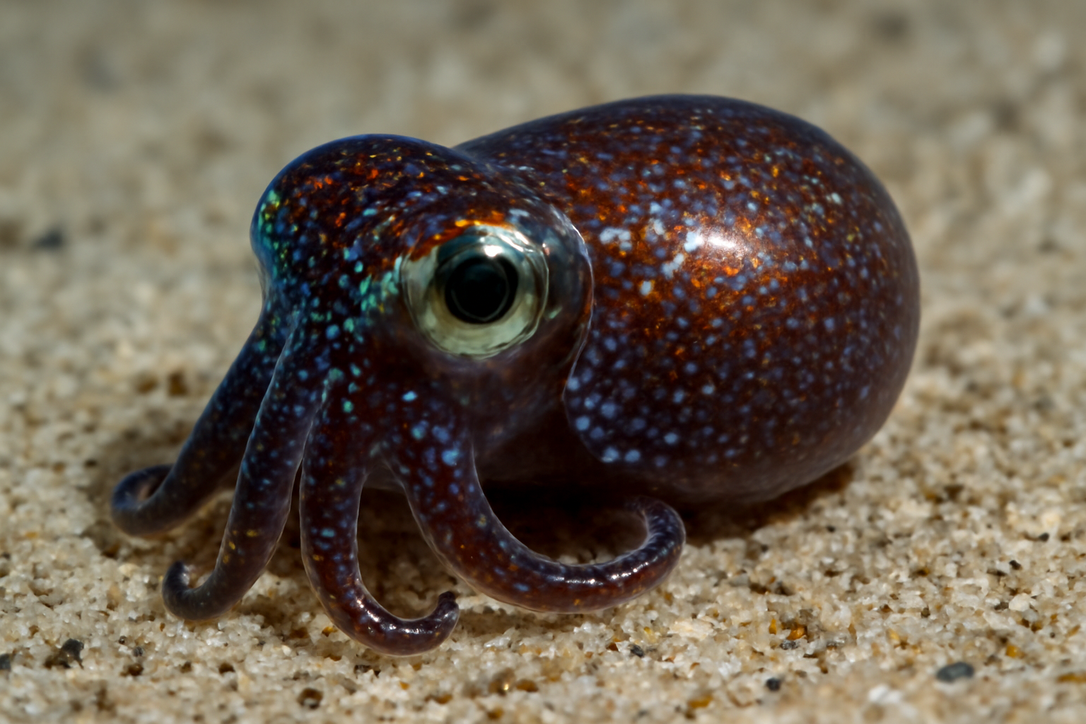 Bobtail Squids