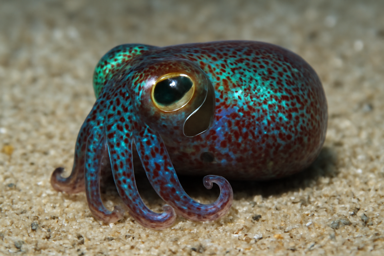 Bobtail Squids
