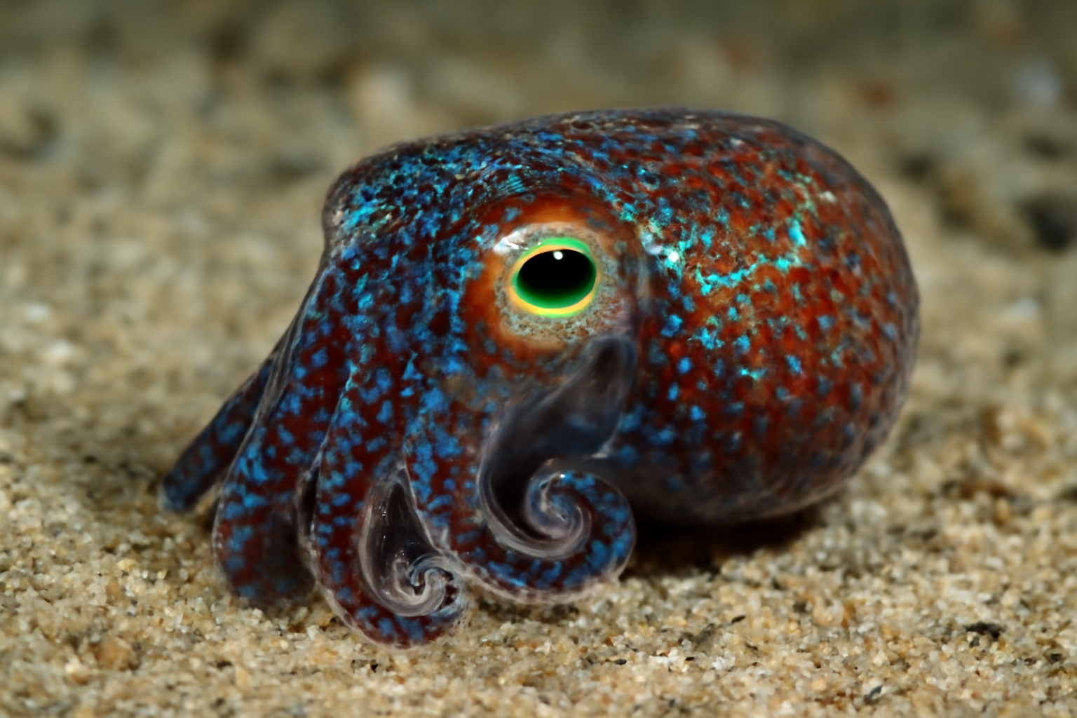 Bobtail Squids