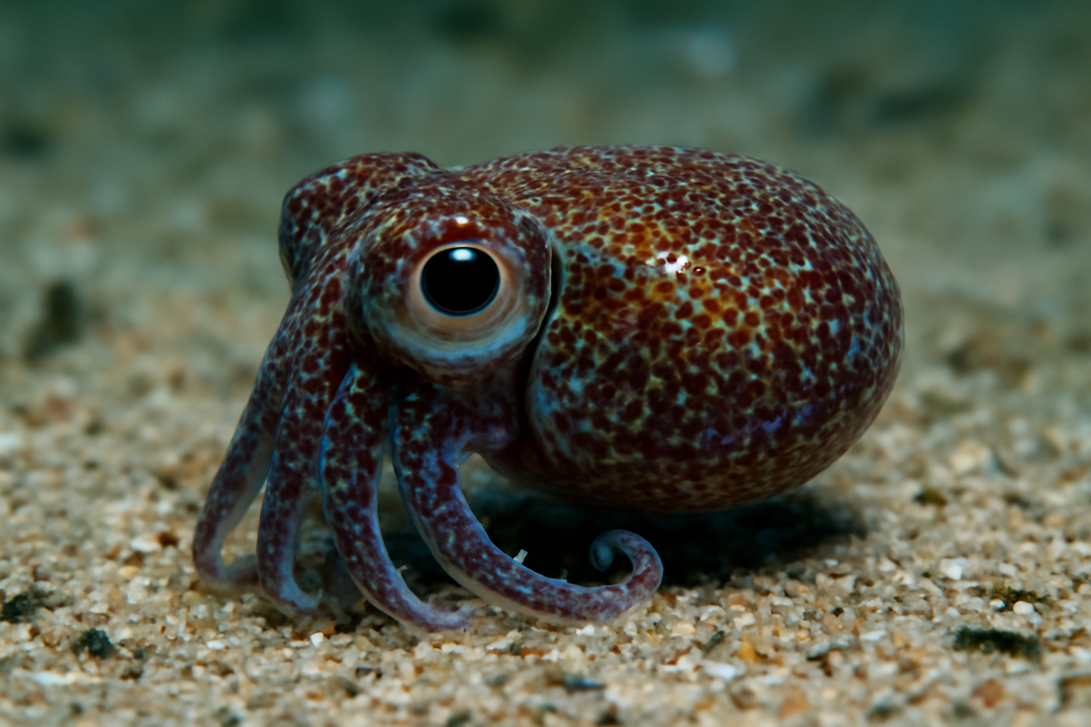 Bobtail Squids