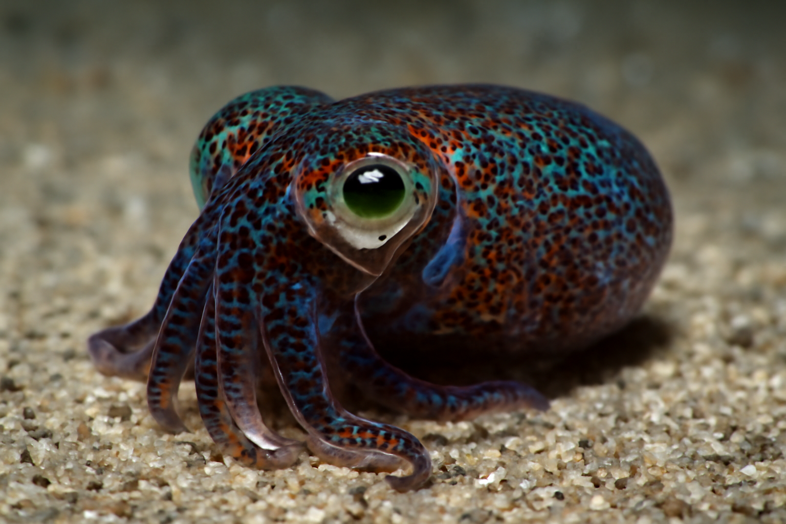 Bobtail Squids