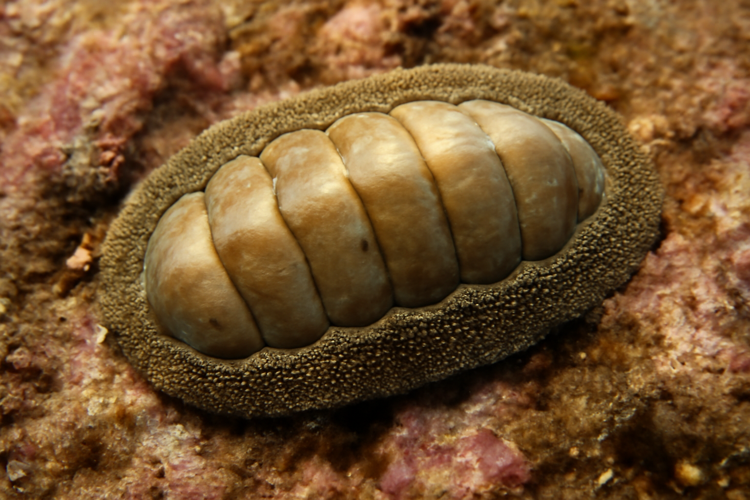 Chiton