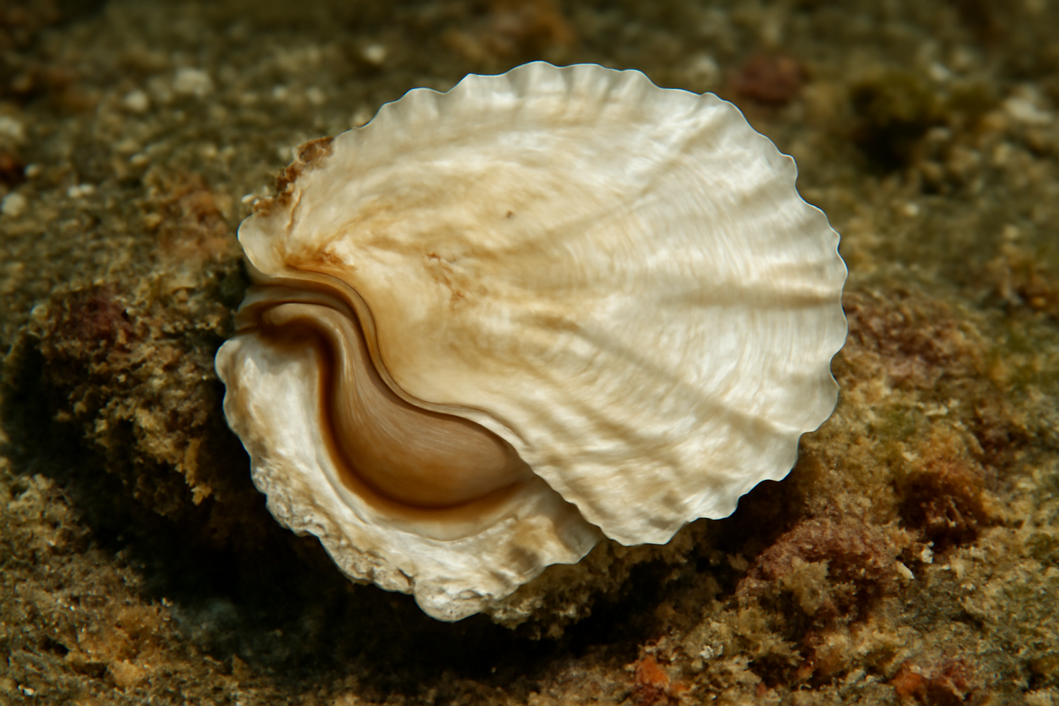 Saddle Oysters