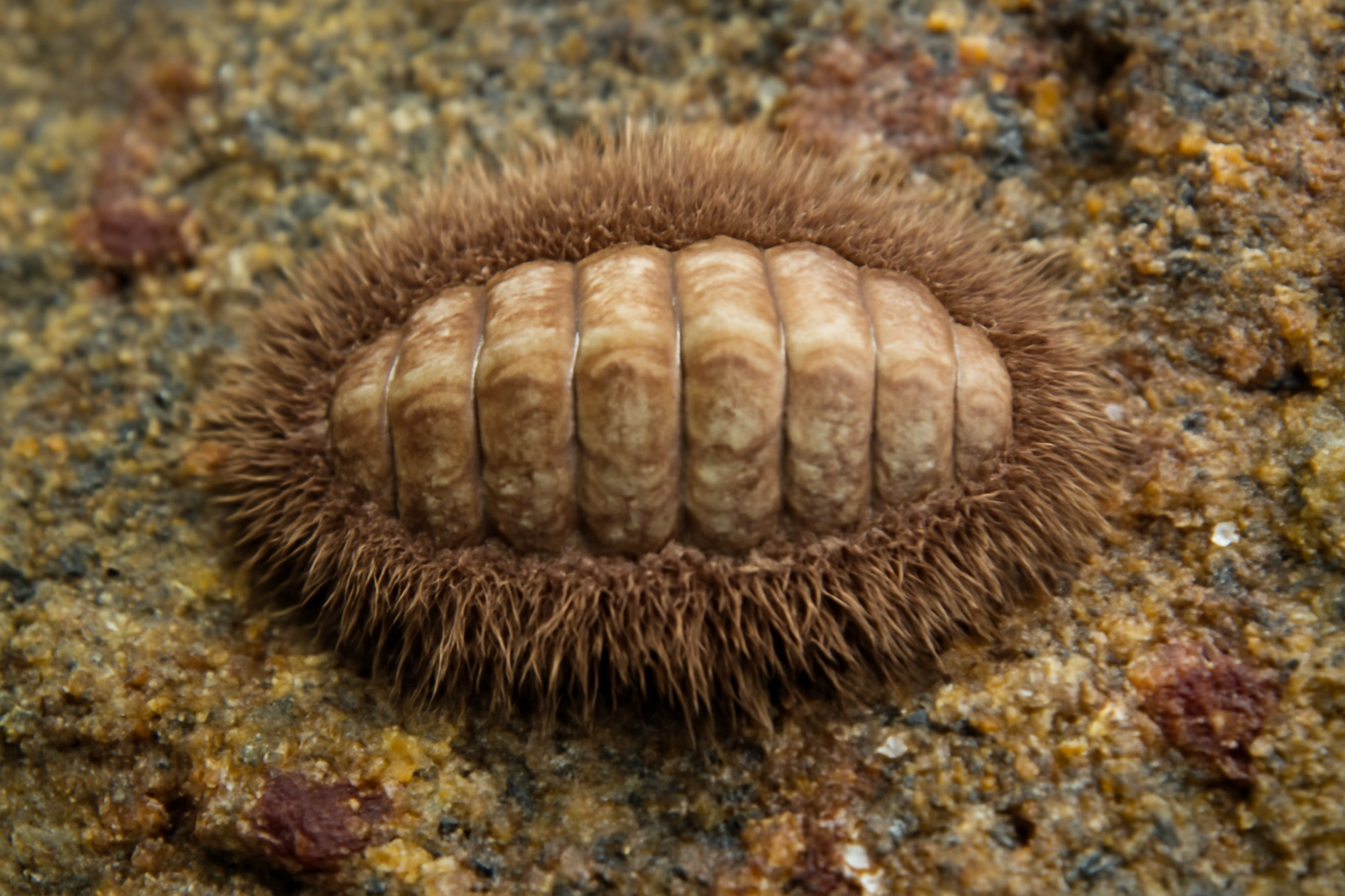 Furry Chitons