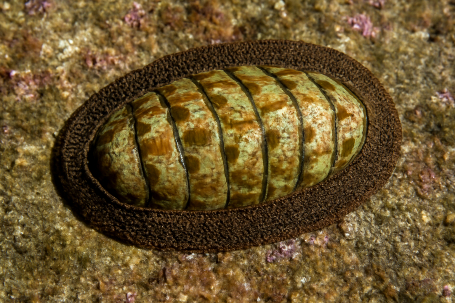 Girdled Chitons