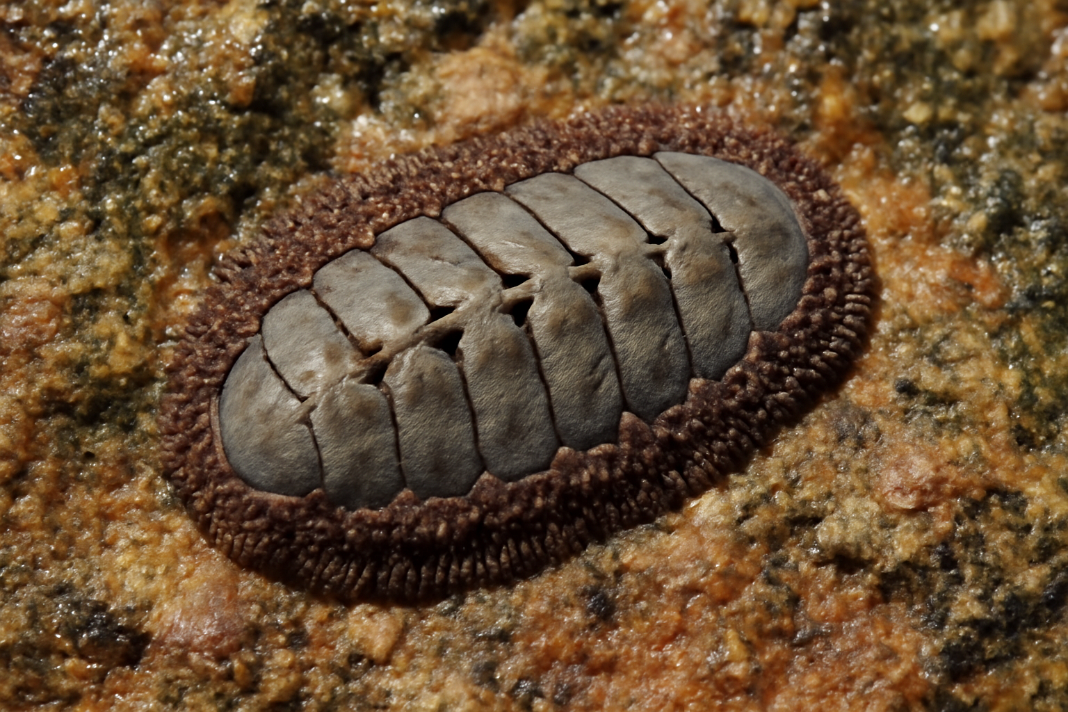 Notched Chitons