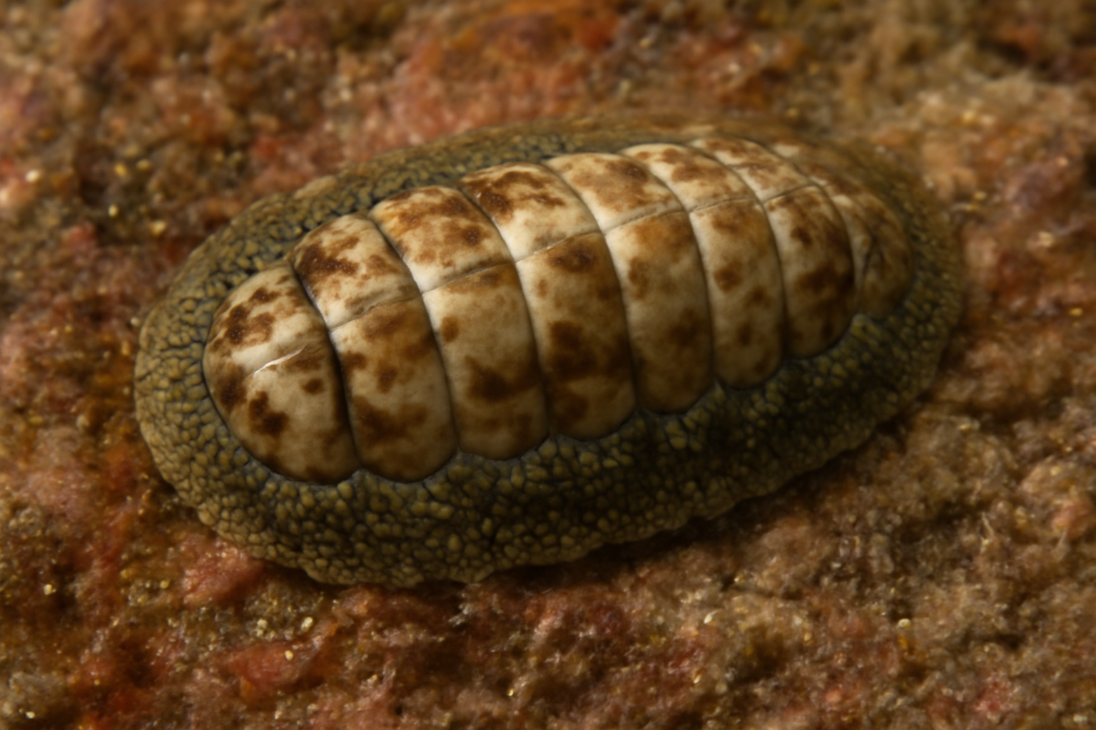 Ischnochiton