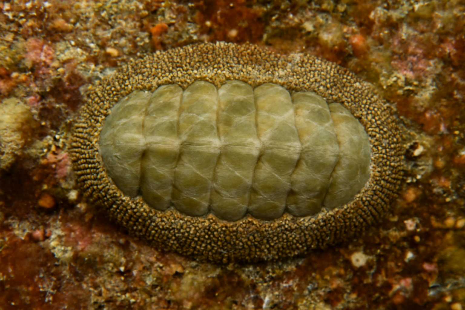 Callochiton