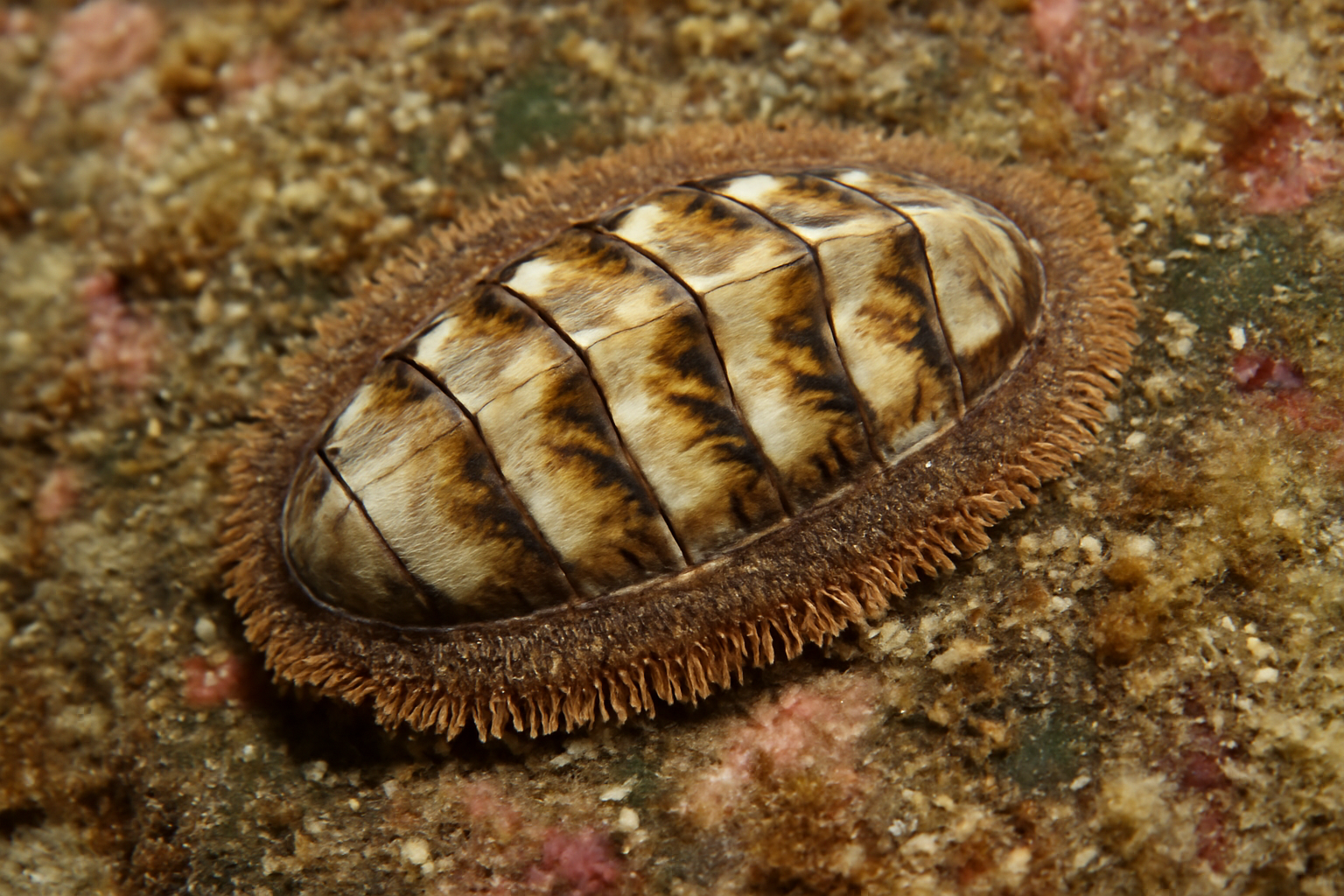 Lepidozona