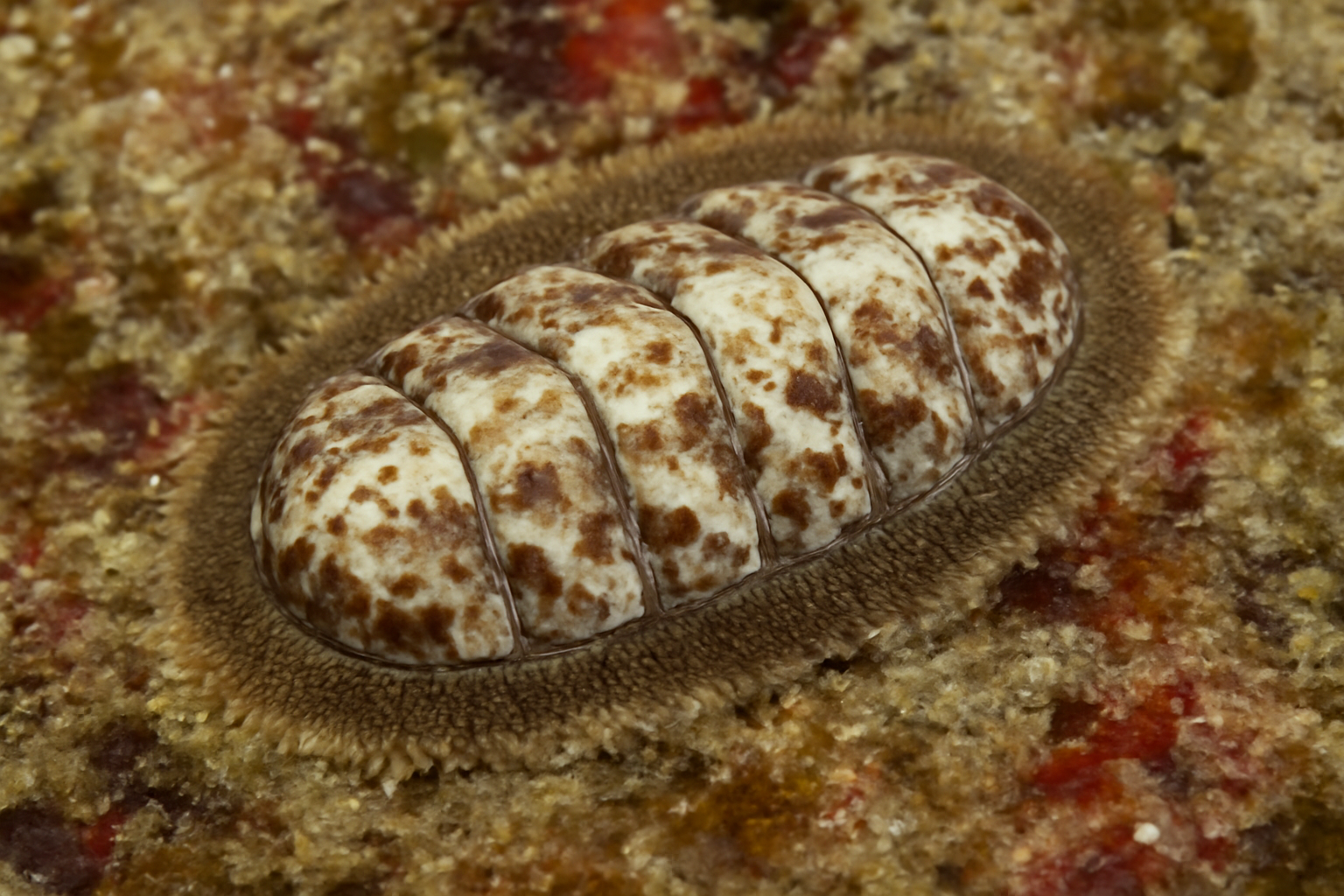 Connexochiton